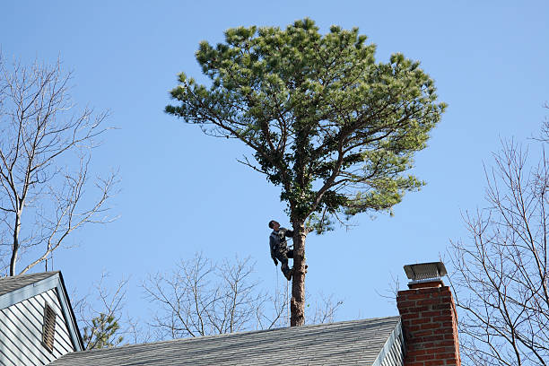 Professional Tree Care in Oran, MO